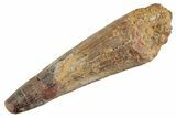 Fossil Spinosaurus Tooth - Feeding Worn Tooth #368138-1